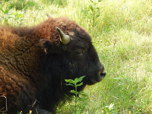 A close-up of a brown bison resting in a grassy field, with green plants surrounding it.