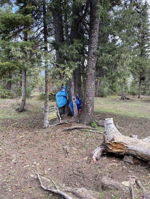 A wooded area with tall trees, a blue tarp hanging, and a fallen log on the ground.