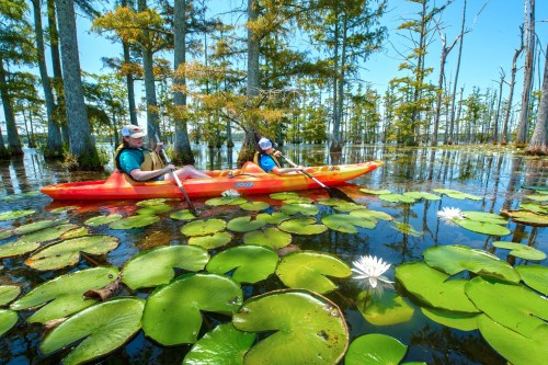 Two people kayak through a serene lake filled with lily pads and cypress trees under a clear blue sky.