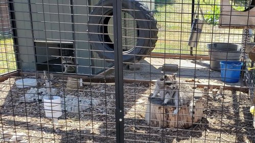 Two raccoons sit on a log inside a fenced enclosure with various structures and a tire in the background.