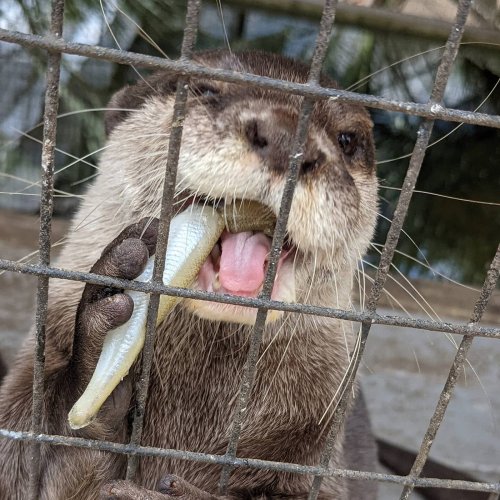 A close-up of an otter holding a fish in its mouth, with its paws gripping the cage bars.