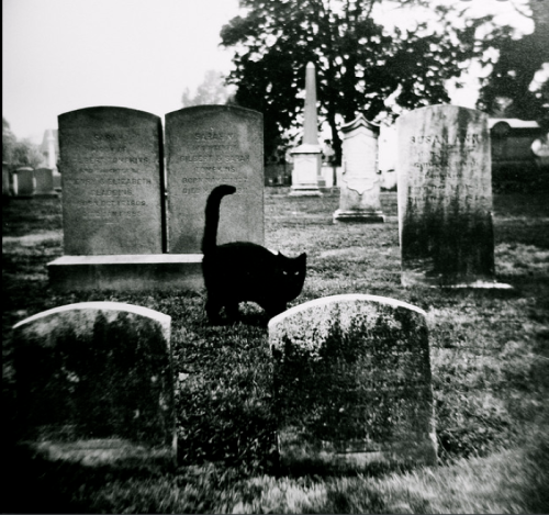A black cat wanders among gravestones in a cemetery, surrounded by trees and a somber atmosphere.