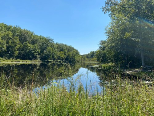 A serene lake surrounded by lush greenery under a clear blue sky, reflecting the trees and grass.