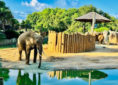 Two elephants stand near a wooden enclosure by a pond, surrounded by lush greenery and a clear blue sky.