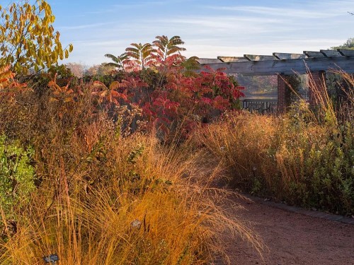 A vibrant garden scene with autumn foliage, featuring tall grasses and colorful shrubs under a clear blue sky.