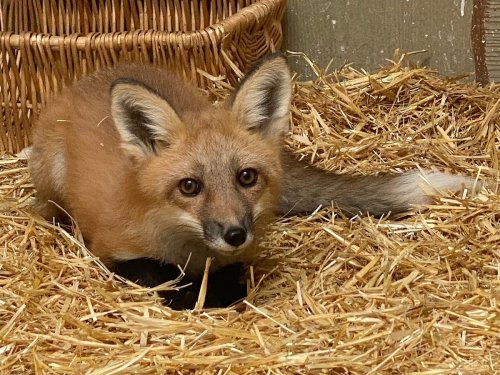 A young fox with a bushy tail and large ears resting on straw in a cozy environment.
