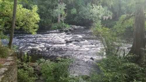 A serene river flows through a lush green forest, with rocks visible in the water and trees lining the banks.