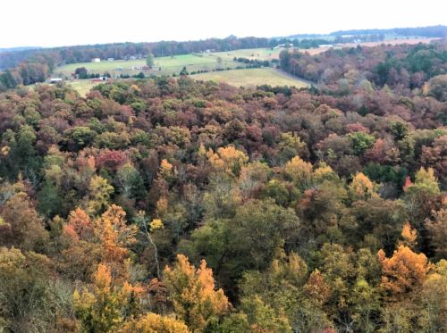 A panoramic view of a colorful autumn forest with vibrant orange, yellow, and green trees, set against rolling hills.