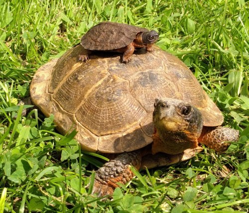 A large tortoise with a smaller turtle sitting on its back, both on green grass.