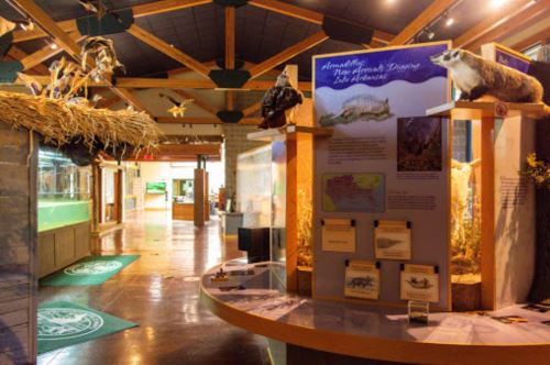 Interior of a nature exhibit featuring displays, animal models, and informational panels about local wildlife.