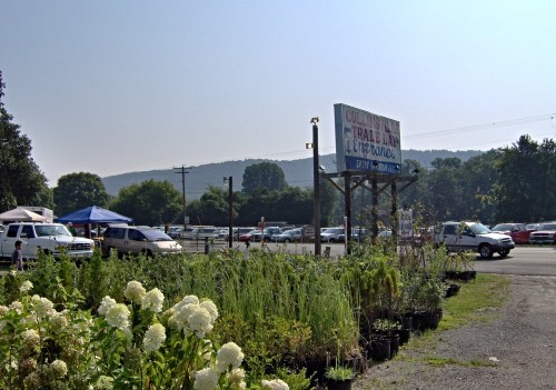 A sunny day at a plant market with flowers in the foreground and cars parked in the background.