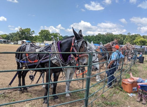 A group of horses in harnesses near a fence, with a person sitting nearby at an outdoor event.