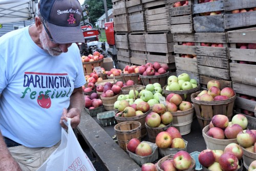 A man in a "Darlington Festival" shirt inspects apples at a market, surrounded by baskets of red and green apples.