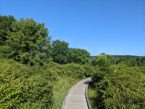 A wooden boardwalk winds through lush greenery under a clear blue sky.