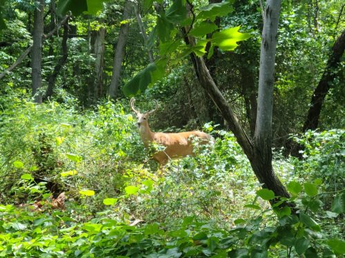 A deer with antlers stands among lush green foliage in a dense forest.