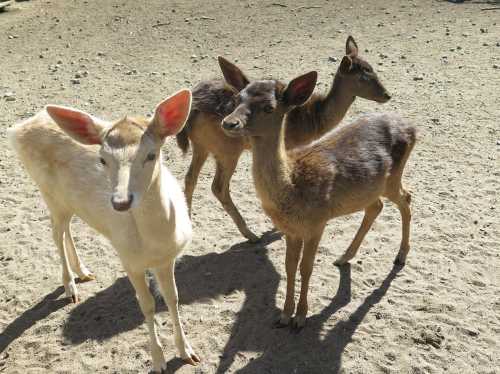 Three young deer stand on sandy ground, two with brown fur and one with white fur, looking curiously at the camera.