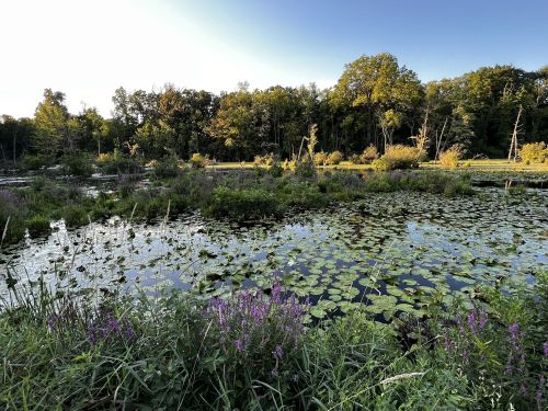 A serene wetland scene with lily pads, wildflowers, and trees under a clear sky.