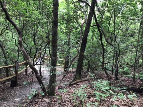 A winding path through a dense forest with trees and greenery, surrounded by twisting branches and foliage.