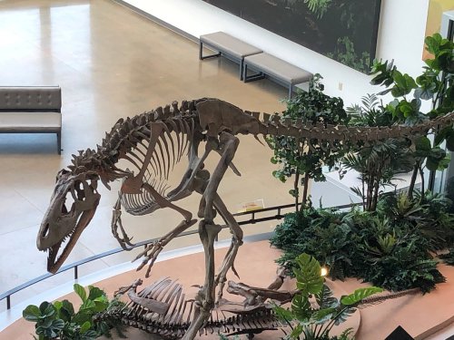 A large dinosaur skeleton displayed in a modern atrium surrounded by greenery and seating areas.