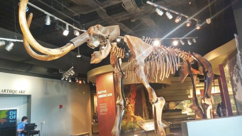 A large mammoth skeleton displayed in a museum, with informative panels in the background.