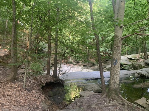 A serene forest scene with trees, rocks, and a small pond surrounded by lush greenery.