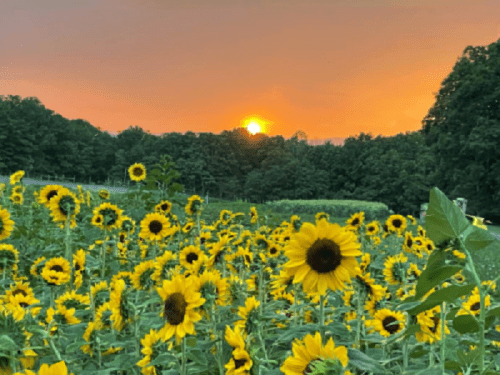 A field of sunflowers in full bloom with a vibrant sunset in the background, surrounded by lush greenery.