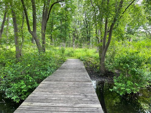 A wooden boardwalk leads through a lush green forest with trees and dense foliage on either side.