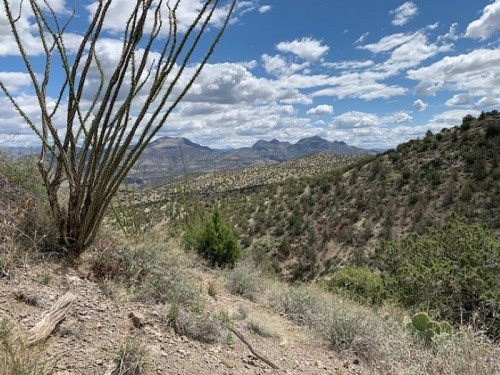 A scenic view of a desert landscape with mountains in the background and a cactus in the foreground under a cloudy sky.