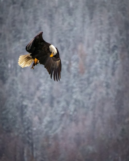 A bald eagle soaring gracefully against a snowy forest backdrop, with its wings spread wide and talons extended.