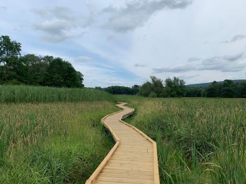 A winding wooden boardwalk through tall green grass and reeds under a cloudy sky.
