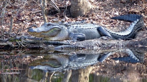 A large alligator resting on a riverbank, with its reflection visible in the water beside it. Surrounding foliage is visible.