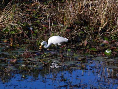 A white heron wading through a wetland, surrounded by green lily pads and tall grasses.