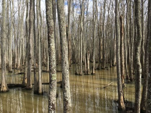A serene wetland scene with tall, bare trees reflected in calm water under a cloudy sky.