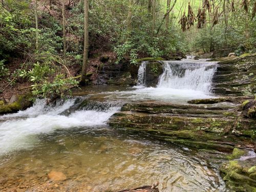 A serene forest scene featuring a small waterfall cascading over mossy rocks into a clear stream. Lush greenery surrounds the area.
