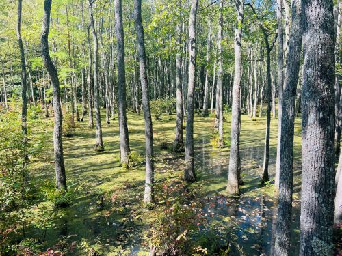 A serene wetland scene with tall trees surrounded by green moss and water, under a clear blue sky.