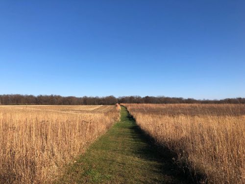 A grassy path leads through tall golden grass under a clear blue sky, with trees in the distance.