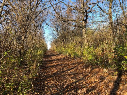 A wooded path lined with trees and shrubs, covered in fallen leaves, under a clear blue sky.