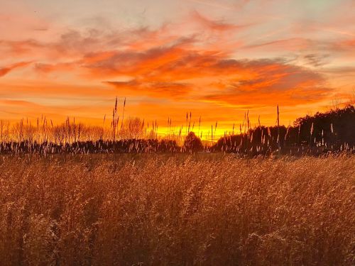 A vibrant sunset casts orange and pink hues over a field of tall grass, creating a serene landscape.