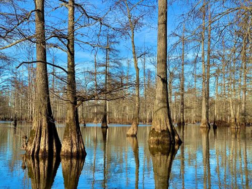 A serene swamp scene with tall cypress trees reflected in calm water under a clear blue sky.