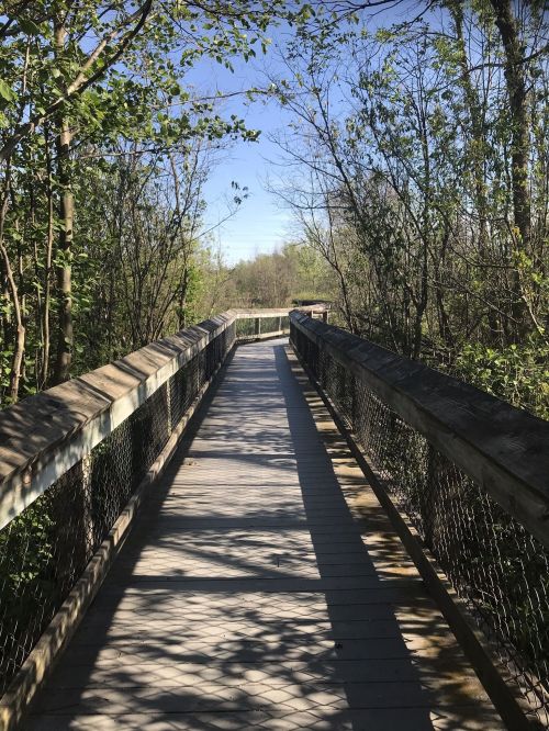 A wooden boardwalk surrounded by greenery, leading into a sunny, natural area.
