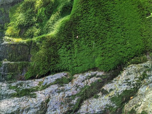 Close-up of vibrant green moss covering a rocky surface, showcasing textures and natural patterns.