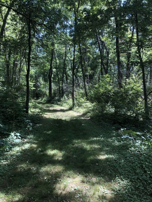 A sunlit path through a lush green forest, surrounded by tall trees and dense foliage.