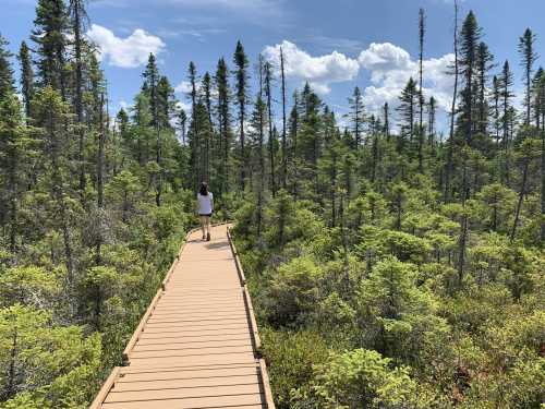 A person walks along a wooden boardwalk through a lush, green forest under a blue sky with scattered clouds.