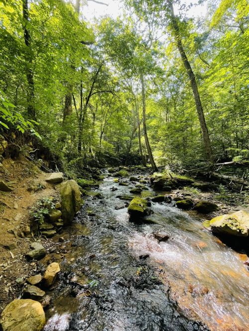 A serene forest scene featuring a flowing stream surrounded by lush green trees and moss-covered rocks.