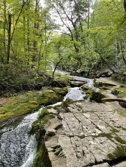 A serene forest scene featuring a flowing stream over rocky terrain, surrounded by lush green trees.