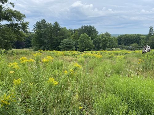 A lush green field with yellow wildflowers under a cloudy sky, surrounded by trees in the background.