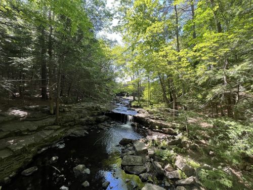 A serene forest scene featuring a small waterfall flowing into a calm stream, surrounded by lush green trees.