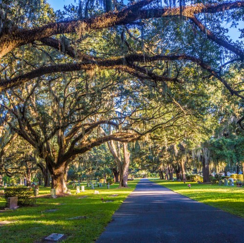 A serene cemetery path lined with large, moss-covered trees under a clear blue sky.