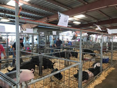 A livestock barn with several pens containing pigs and people interacting, surrounded by metal fencing and straw bedding.