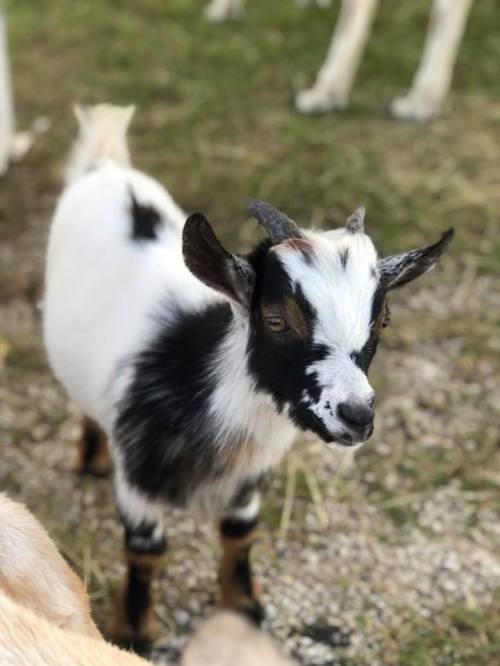 A small black and white goat stands on grass, looking curiously at the camera.